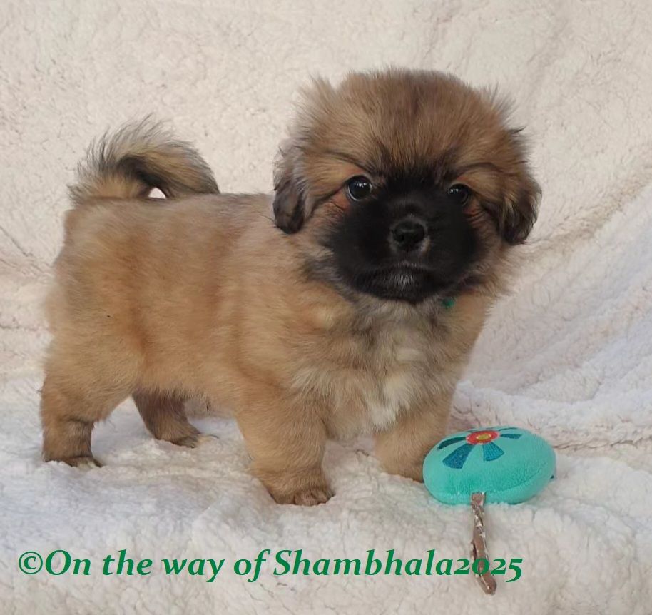 On The Way Of Shambhala - Chiot disponible  - Epagneul tibetain