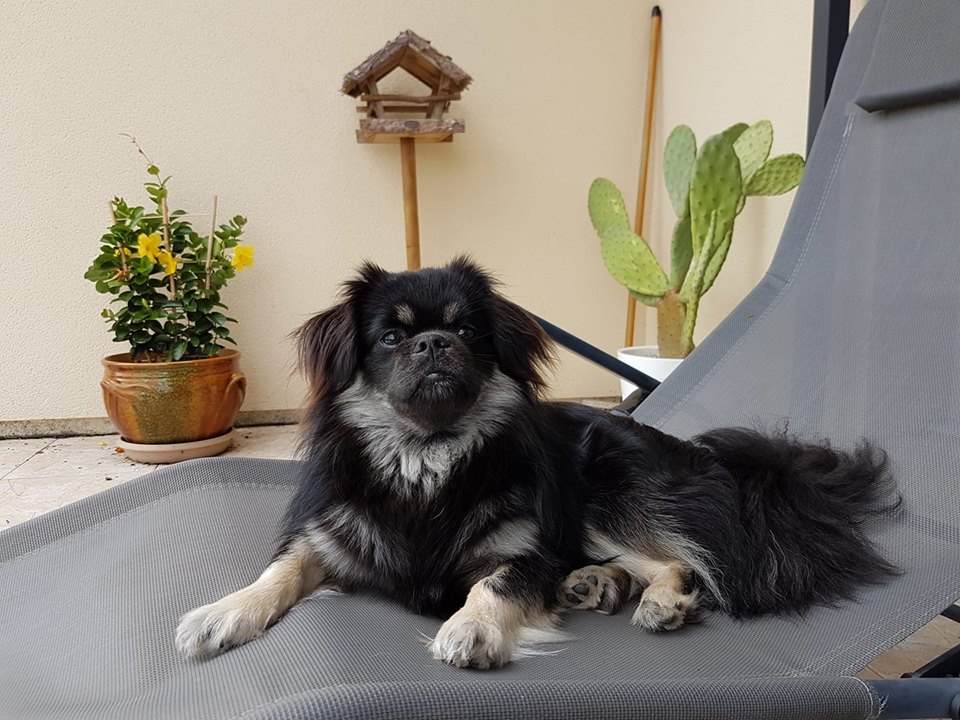 Norbu On The Way Of Shambhala