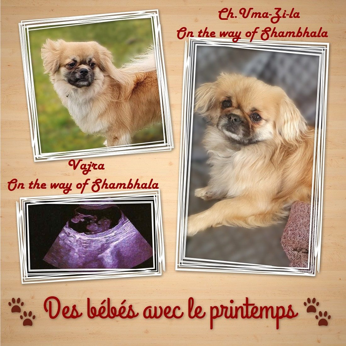 BIENTÔT DES BÉBÉS A SHAMBHALA