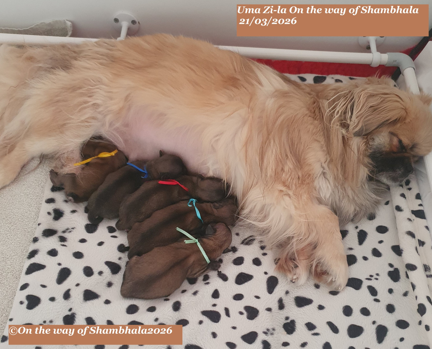 Chiot Epagneul tibetain On The Way Of Shambhala