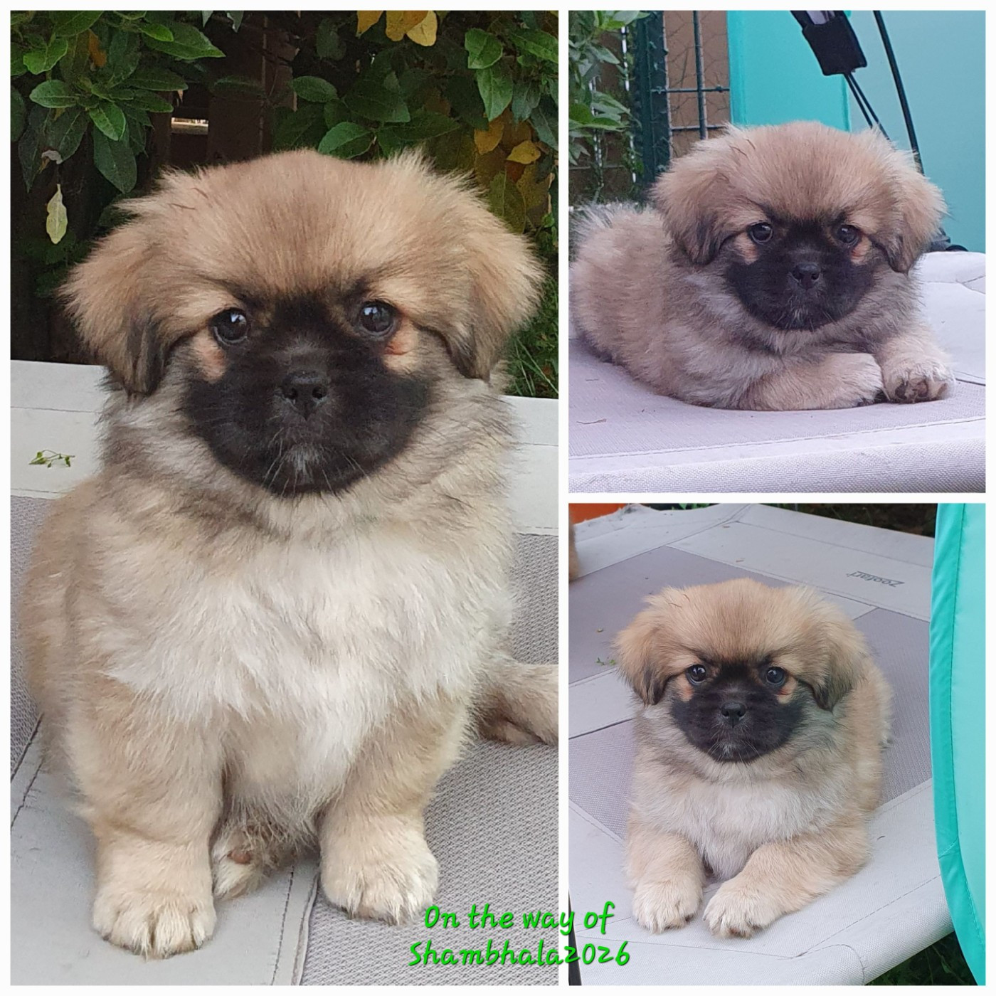 On The Way Of Shambhala - Chiots disponibles - Epagneul tibetain