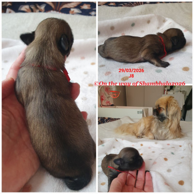 Petite femelle collier rouge